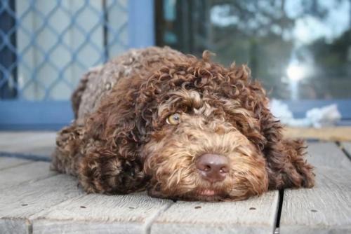 Yamba House | Convent Cottage - Pet-Friendly Stay in the Heart of Yamba - Holiday Yamba