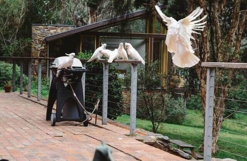 North Warrandyte House | An Architectural Bush Retreat near Yarra Valley