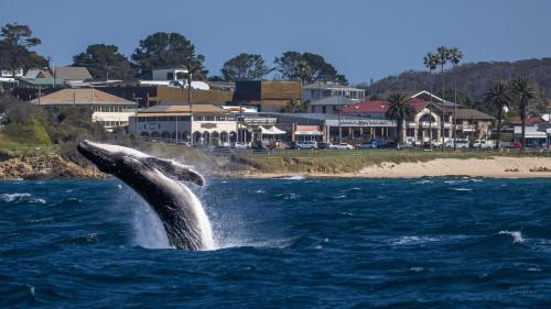 Bermagui Hotel | Bermagui Beach Hotel
