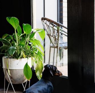 Bright House | Black Diamond - Pet Friendly, Magnesium Spa