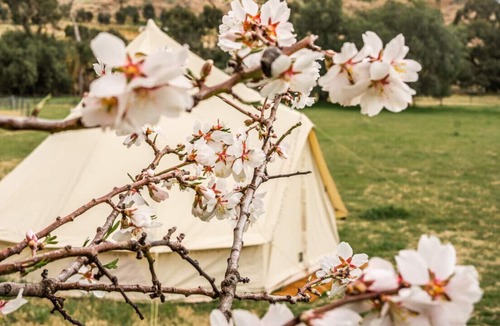 Darbys Falls RV Rental | Cherry Blossom Glamping Tent at La Paloma Farm