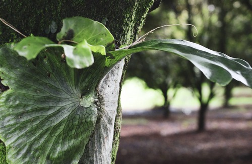 Eureka Other | Circa a 1930s house set in Byron Bay Hinterlands