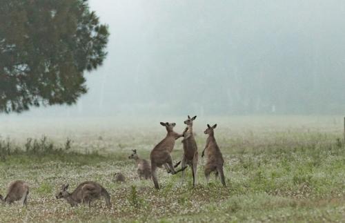 Kangaroo Valley House | Gumnut by Tiny Away