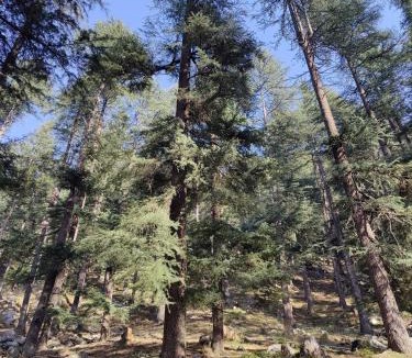 Banjar House | Himalayan Willow