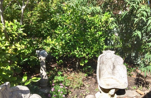 Leura Cottage | Millie’s Pixie Cottage-Cosy Getaway-7 mins Walk Leura/Quiet