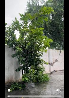 Patiala House | Padda Farm house
