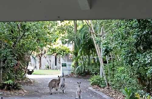 Buderim Bed & Breakfast | Pet Friendly Rainforest Cabins located 10 minutes from beachfront !