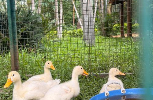 Kushalnagar House | Seethagaddhe farm