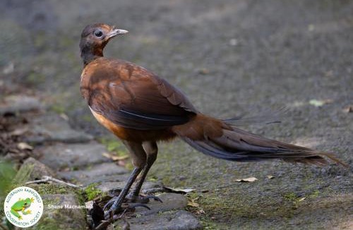 Springbrook Cabin | Springbrook Lyrebird Retreat