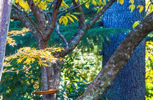 Leura Cabin | Stylish cabin for two in Leura, Blue Mountains NSW