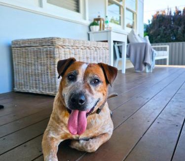 Central Mudgee House | The Corner Cottage