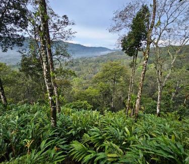 Udumbanchola House | Valley Homestay