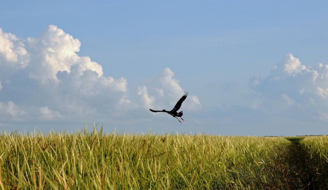 Bamurru Plains in Point Stuart