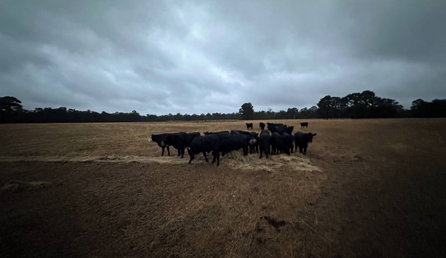 Catterick Farm ~ a farm in the forest