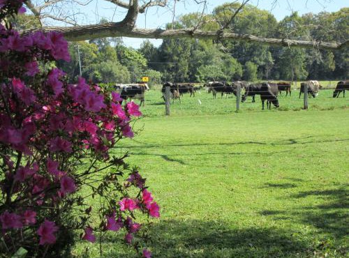 Greenfields