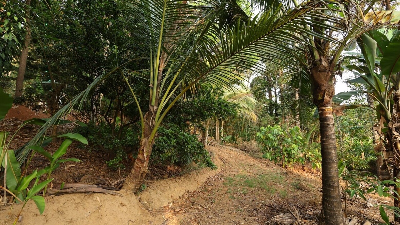 Photo of Outdoor in Panamaram
