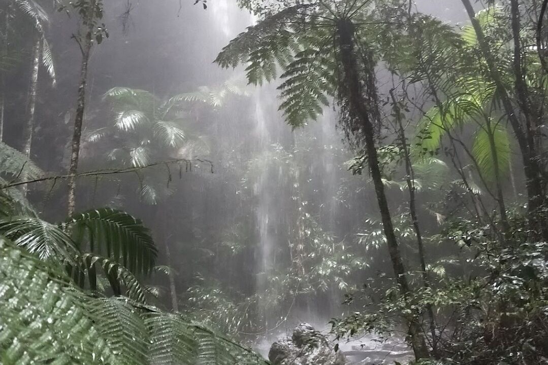 Photo of Outdoor in Springbrook