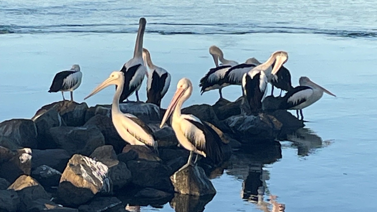 Photo of Others in Windang