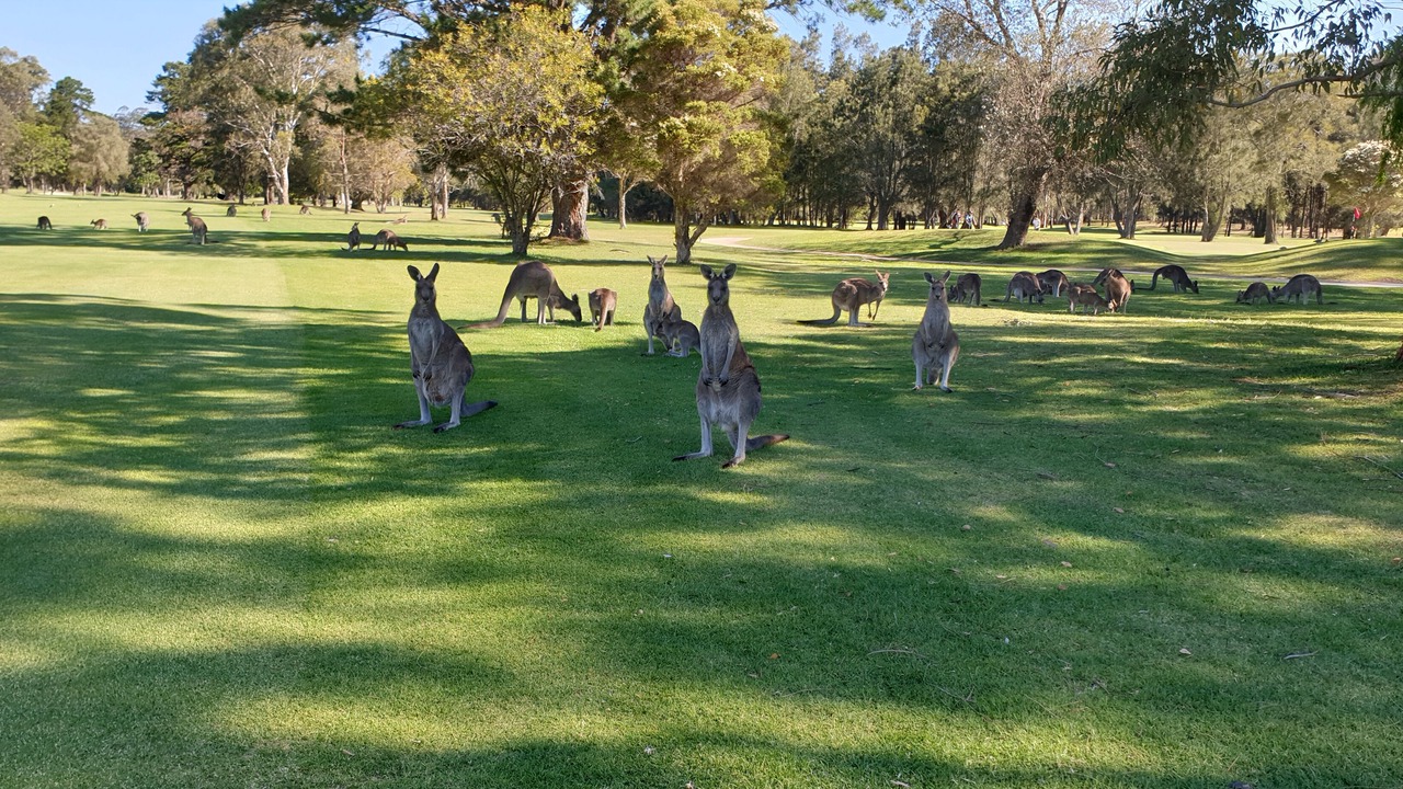 Photo of Others in Batemans Bay