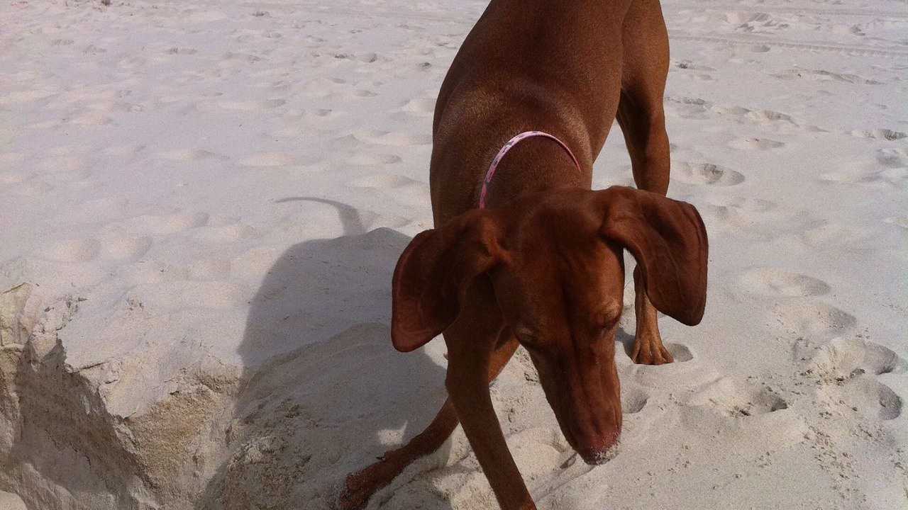 Photo of Others in Iluka