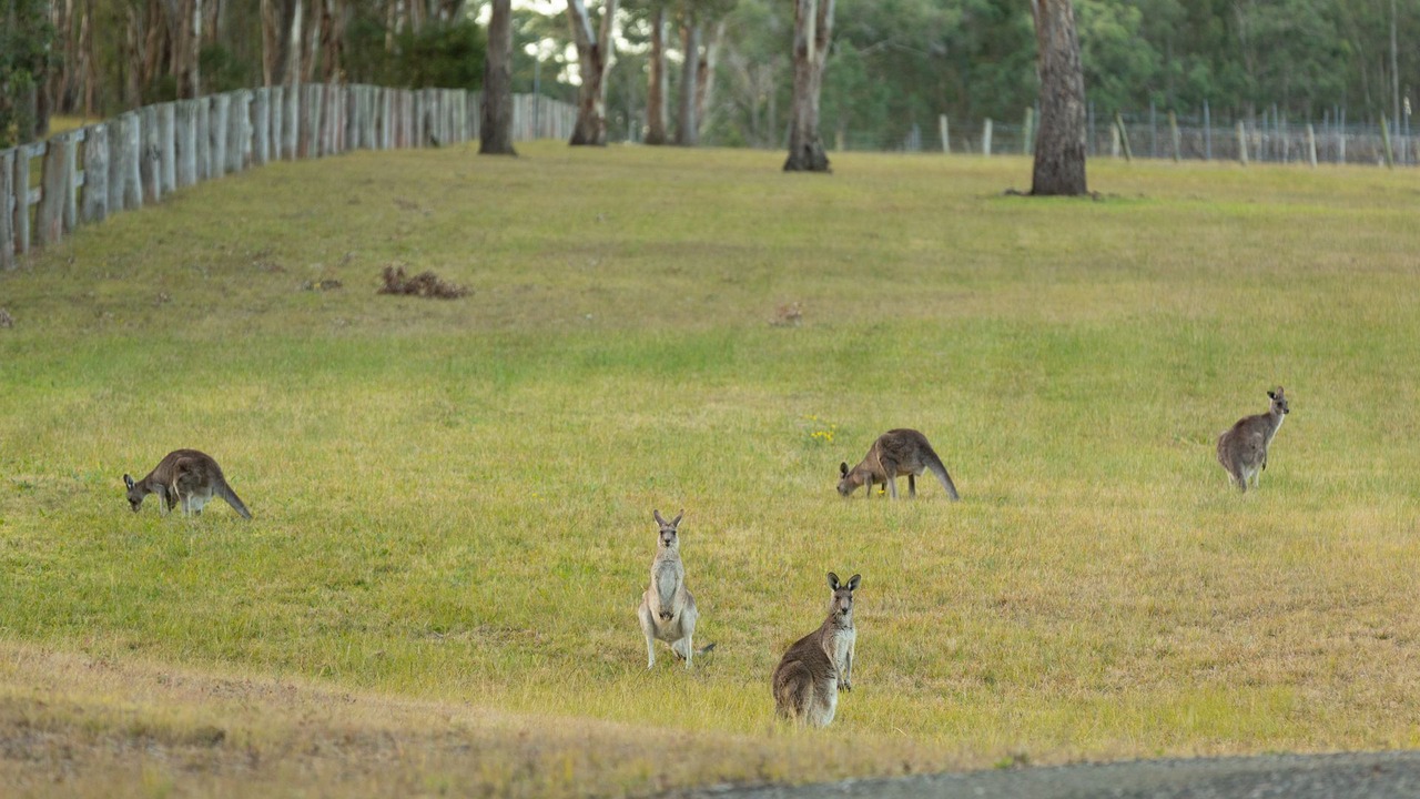 Photo of Others in Lovedale