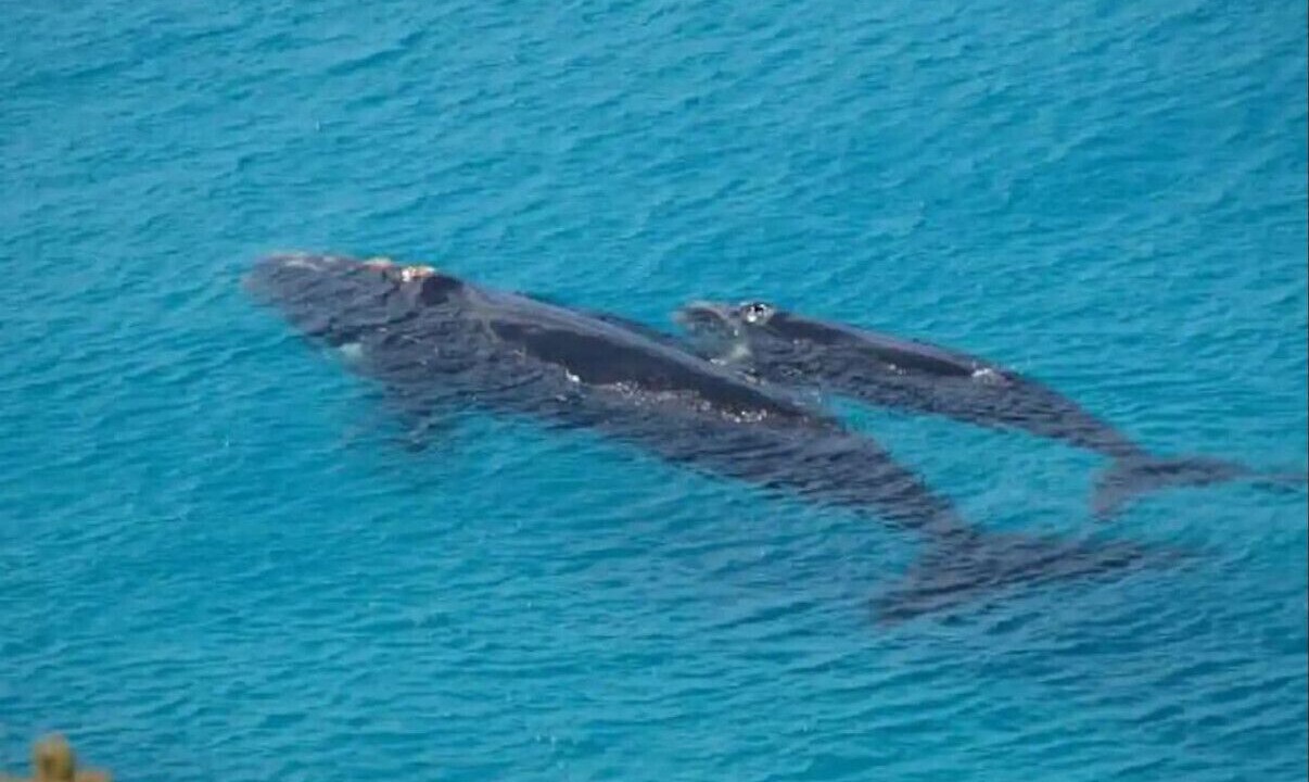 Photo of Others in Emerald Beach