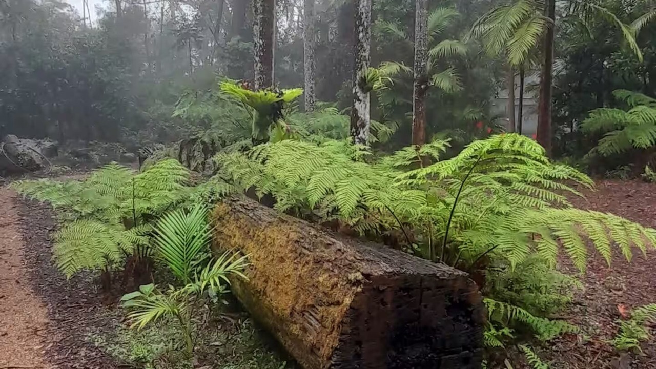Photo of Outdoor in Springbrook