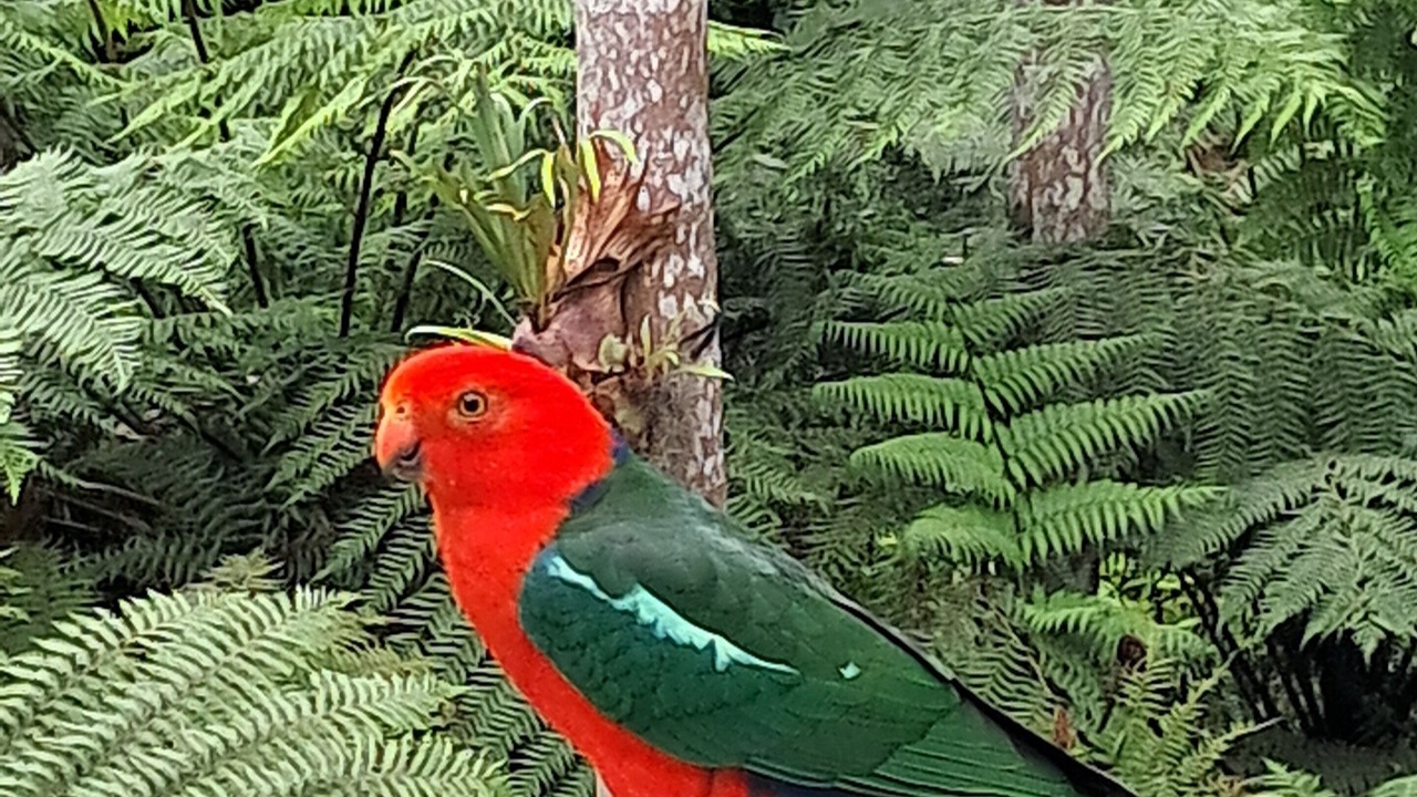 Photo of Others in Springbrook