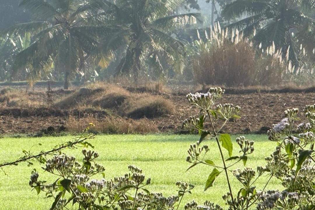 Photo of Others in Kamalapur