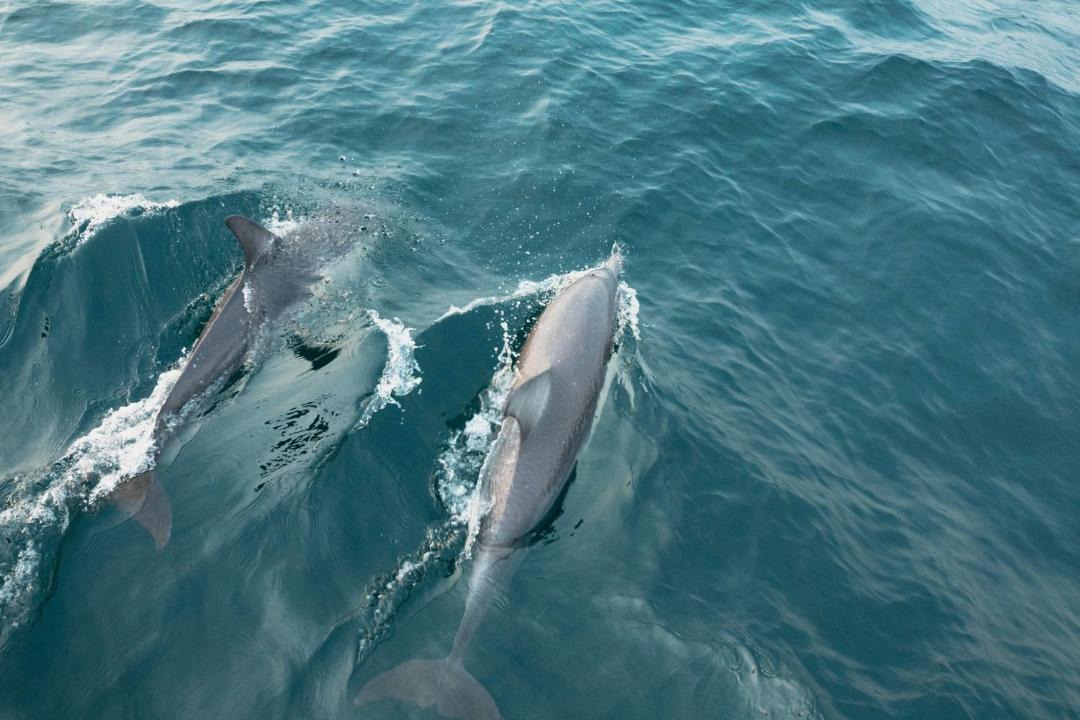 Photo of Others in Nelson Bay