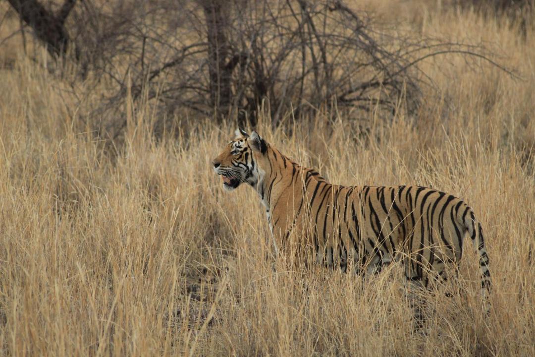 Photo of Others in Sawai Madhopur