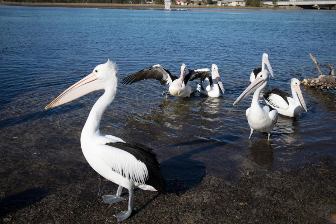 Photo of Others in Burrill Lake
